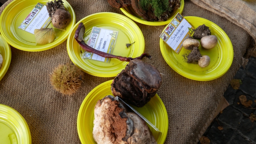 mycological exhibition with hundreds of species of fungi exposed