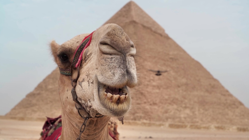 Camel near pyramid of Khafre in Giza, Egypt