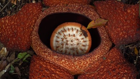 Rafflesia, the biggest flower in the world. This species located in Borneo. Malaysia