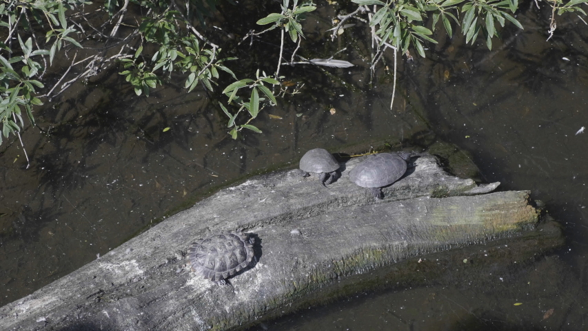 Ruby-eared beautiful turtle sits on a log in the water