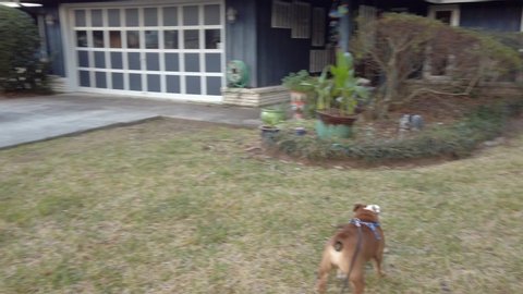 Cute Australian Cattle Dog Blue Heeler Puppy and Young English Bulldog Playing Chase