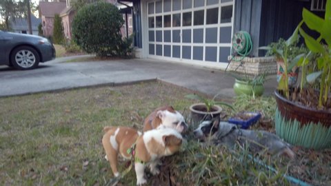 Cute Australian Cattle Dog Blue Heeler Puppy and Two Young English Bulldog Playing 