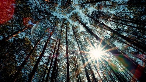 View up, bottom view of pine trees in forest in sunshine. Royalty high-quality free 4k stock video footage of big and tall pine tree with sun light, dew, fog in the forest when looking up blue sky