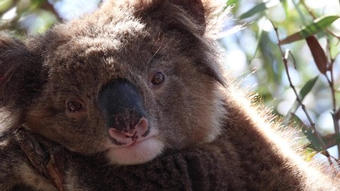 koala nose