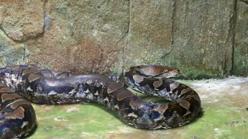 starved pythons look for prey