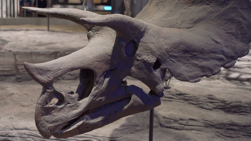 A head of the triceratops dynosaur in a natural history museum