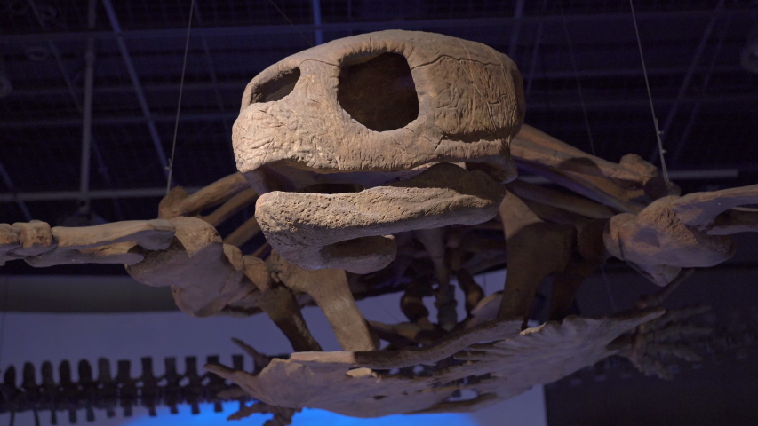 Skeleton of extinct giant sea turtle Prionochelys in a natural history museum