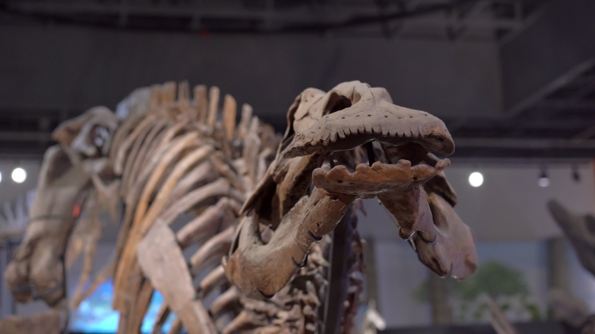 Holotype Stock Video Footage 4K and HD Video Clips Shutterstock
