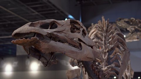 Duckbill iguanodon dinosaur skeleton in a paleontological museum