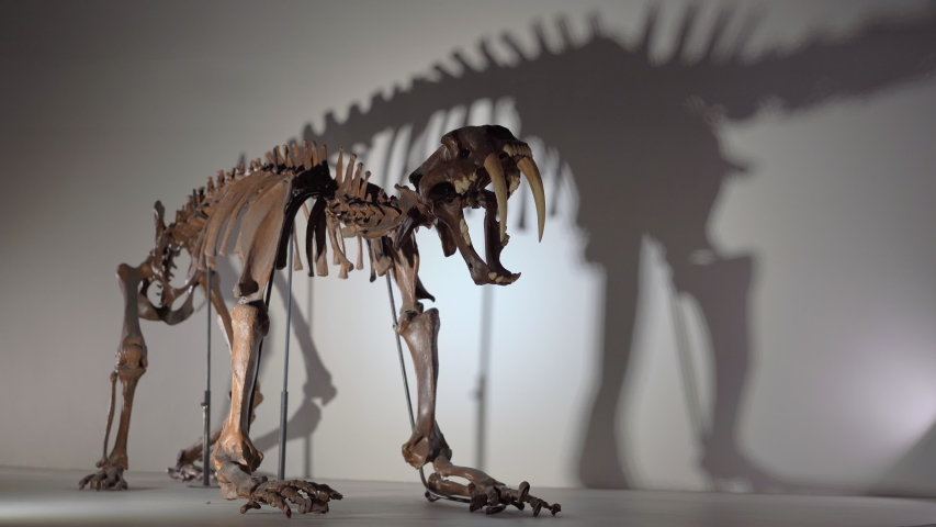 Saber toothed Cat skeleton in a paleontological museum
