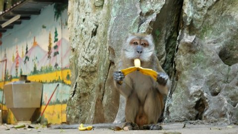 A wild macaque monkey eating a banana in the Batu Caves near Kuala Lumpur, Malaysia.