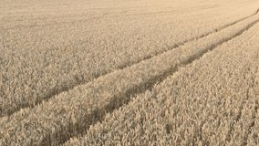 Fields of ripe wheat from drone perspective 4K video