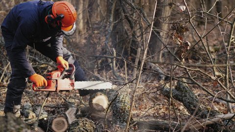 A man in protective helmet cuts a felled tree trunk with a chainsaw in the forest for firewood, slow-motion.