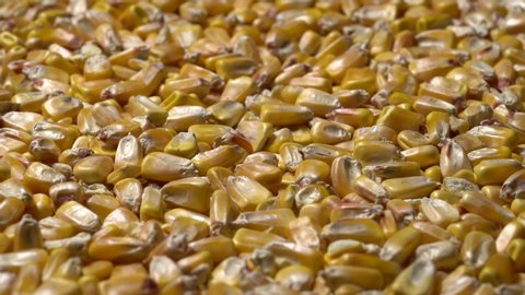 Full-frame of raw Zea mays grains in rotation. 
Field corn seeds as a background.
Close up video of DENT CORN seeds. 
Staple cereal crop concept.