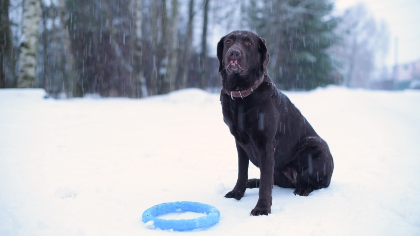 A brown labrador with vitiligo sits near a toy in snowy weather and waits for the owner. It