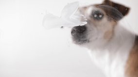 Hungry cute pup Jack Russell terrier. Dog diligently licks clear glass with sour cream. Studio video footage on white