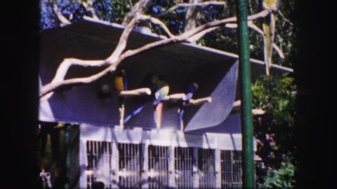 TAMPA FLORIDA USA-1960: Two Blue Parrots Fly Away From A Zookeeper's Stick And Land On A Perch Inside An Aviary Exhibit