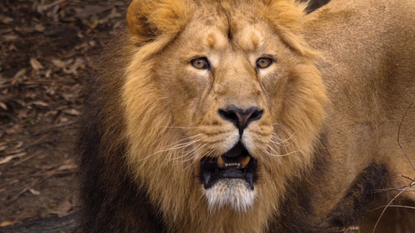 Close up of Lions head yawning.