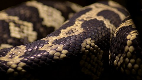 Diamond python snake scales body crawling - Morelia spilota