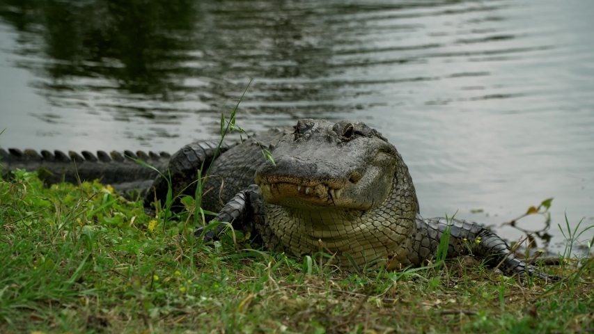 Alligator sitting by water in Southern Louisiana