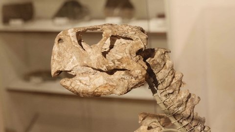 TRENTINO, ITALY - 20 NOVEMBER 2019,: Skeleton of a dinosaur predator in a museum during the fiera di primiero. 4k