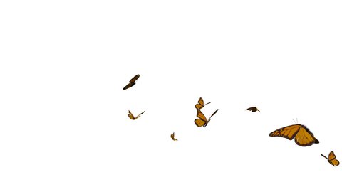 monarch butterflies flying from left to right on white and black background. 3D rendering(Alpha mate)