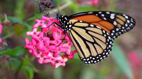 This video shows a landed Danaus Plexippus monarch butterfly feeding and pollinating on a blooming flower.