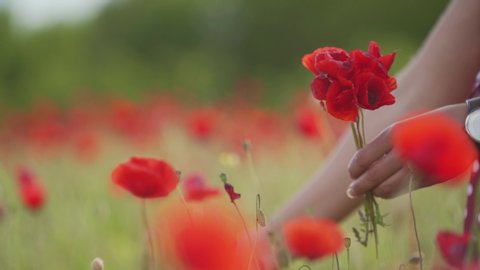 Female hands pick flowers of red poppies growing in the meadow for cute bouquet. Close-up shot. Low angle. Side view. Blurred background