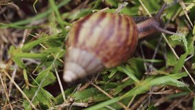 snails walk on cloudy grass that is cloudy in the morning in macro mode from raw video footage