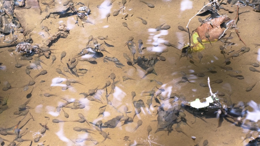 Forest Green Tree Frog (Rhacophorus arboreus) Tadpoles in Mountain Pond