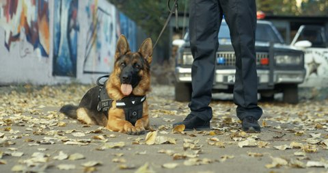 Front view of the shepherd dog lying on the ground and looking at the camera. Policeman holding dog on leash at the police car outdoor.