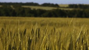 Ripe ears of wheat swaying in the wind in the field