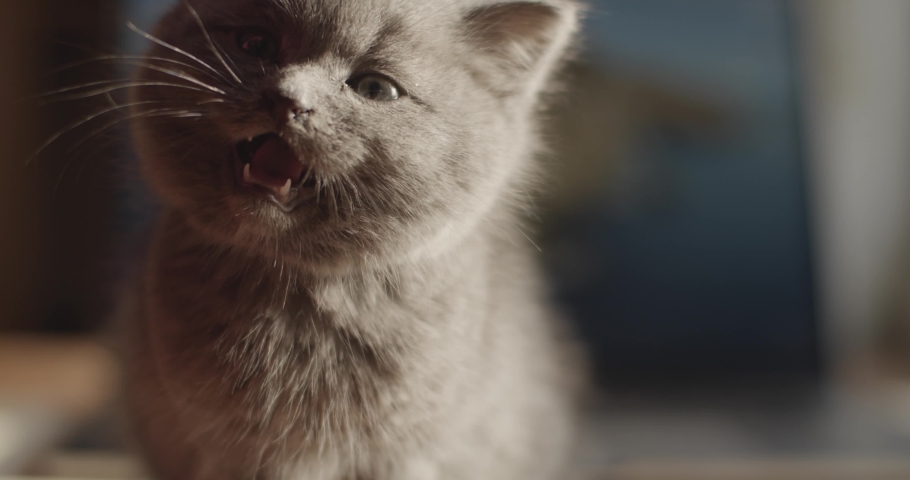 Baby Grey Cat image - Free stock photo - Public Domain photo - CC0 Images