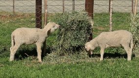Small merino sheep lambs feeding in a paddock