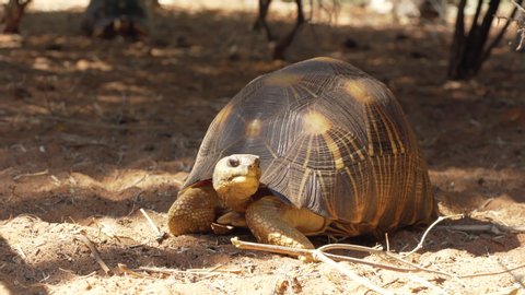 Radiated tortoise -  Astrochelys radiata - critically endangered turtle species, endemic to Madagascar, walking on ground near trees