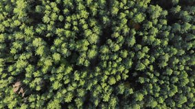 Aerial top view, to go down in the pine forest. 4K drone video shooting.