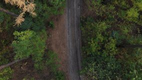 Aerial top view, to go up above the pine forest. 4K drone video shooting.