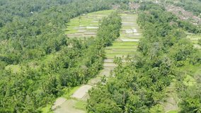 Aerial shot from drone of amazing Bali rice wet paddies with green rice, palm trees jungle rainforest landscape, houses, central part of Bali in Indonesia, rain season, Asia beautiful destination