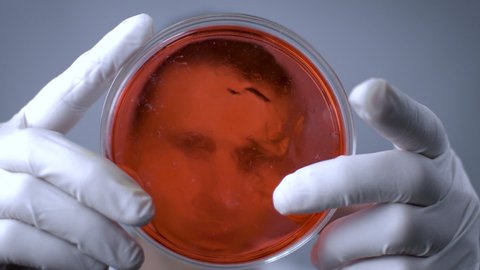 Scientist working. Male scientist hands holding petri dish with red growth medium.
