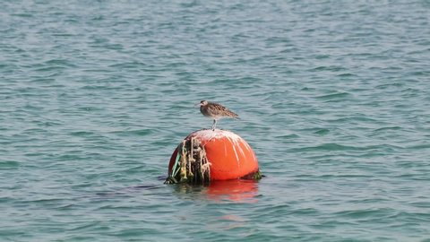 A curlew bird sitting under sun on a red safety ball in sea.