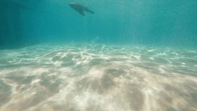 Seal Swimming Past camera underwater