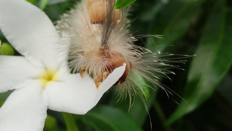 A caterpillar eat a white flowers