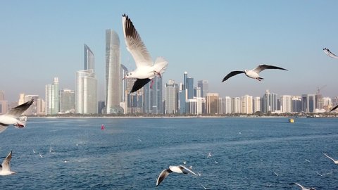 (slow motion) Birds flying against Abu Dhabi skyscrapers