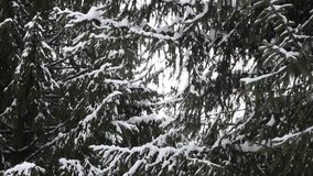 Snow on coniferous branches. Coniferous tree branches are covered with snow and icicles on a cloudy winter evening
 - Powered by Shutterstock - Get 15% off with code: PIKWIZARD15