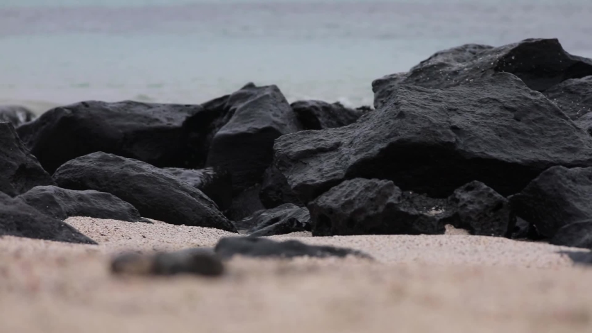 Cute and Clumsy Galapagos sea Lion walking on the rocks