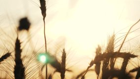 agriculture concept golden sunset over wheat field. wheat harvest ears slow motion video on background