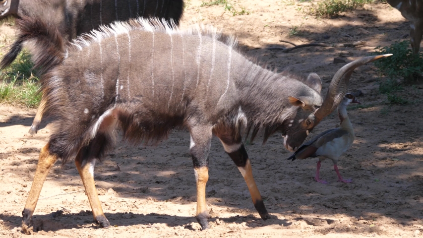 Male Lesser kudu walks slowly around the herd