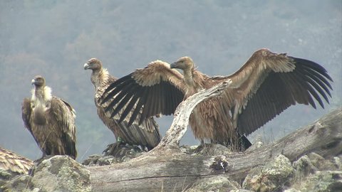 Large group of Griffon Vultures eating carcass in the mountain range