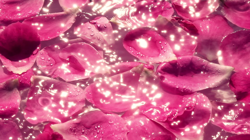 Rose pink petals on the water and falling water drops. Slow motion. Natural bright lighting with sun reflection on water surface. Beautiful and romantic wedding background.  Valentine’s day texture. Royalty-Free Stock Footage #1046036653