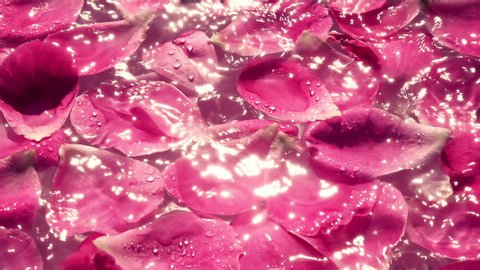 Rose pink petals on the water and falling water drops. Slow motion. Natural bright lighting with sun reflection on water surface. Beautiful and romantic wedding background.  Valentine’s day texture.